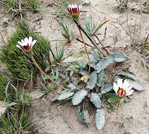 صورة Gerbera serrata (Thunb.) Druce