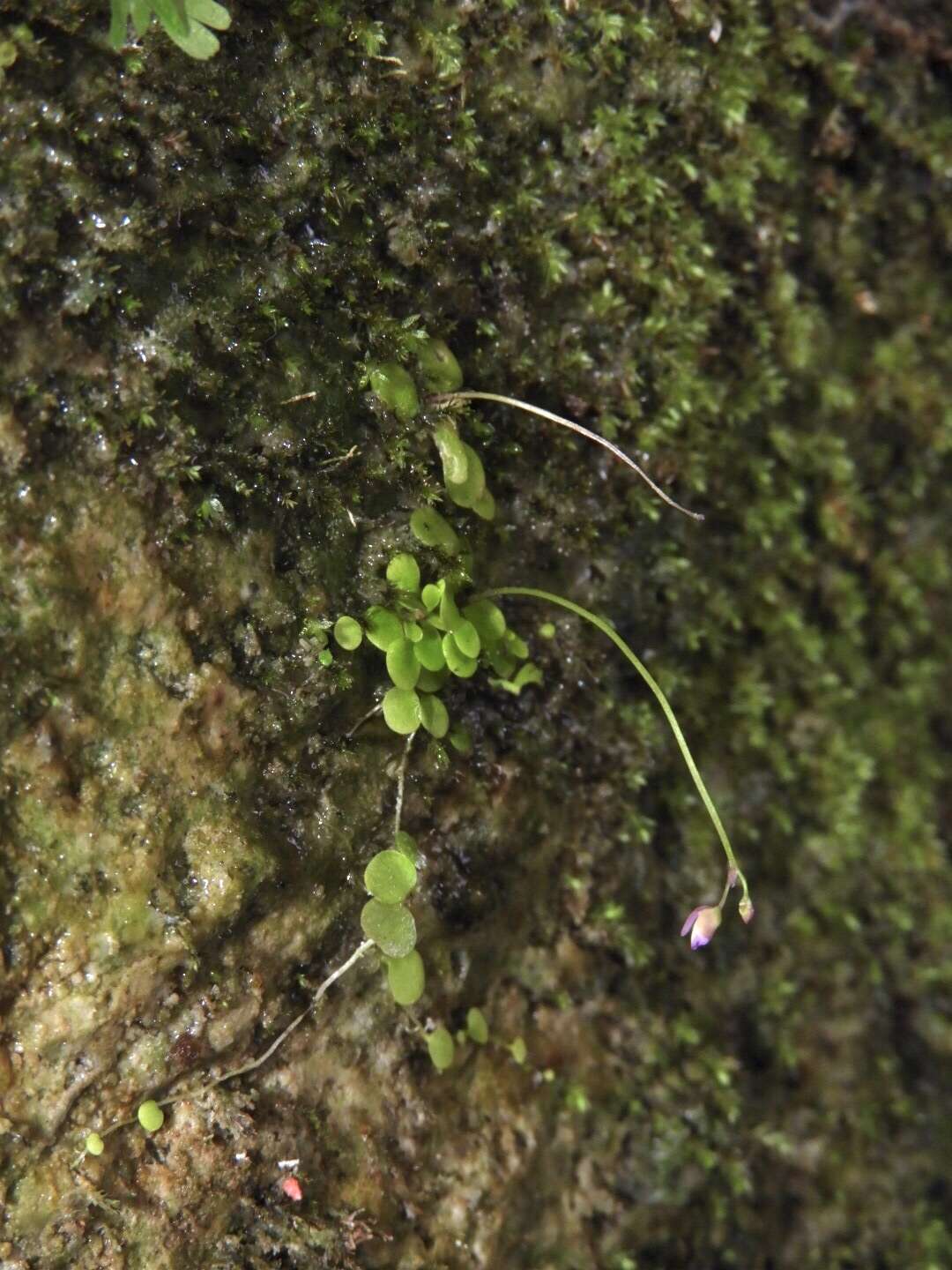 圓葉挖耳草的圖片