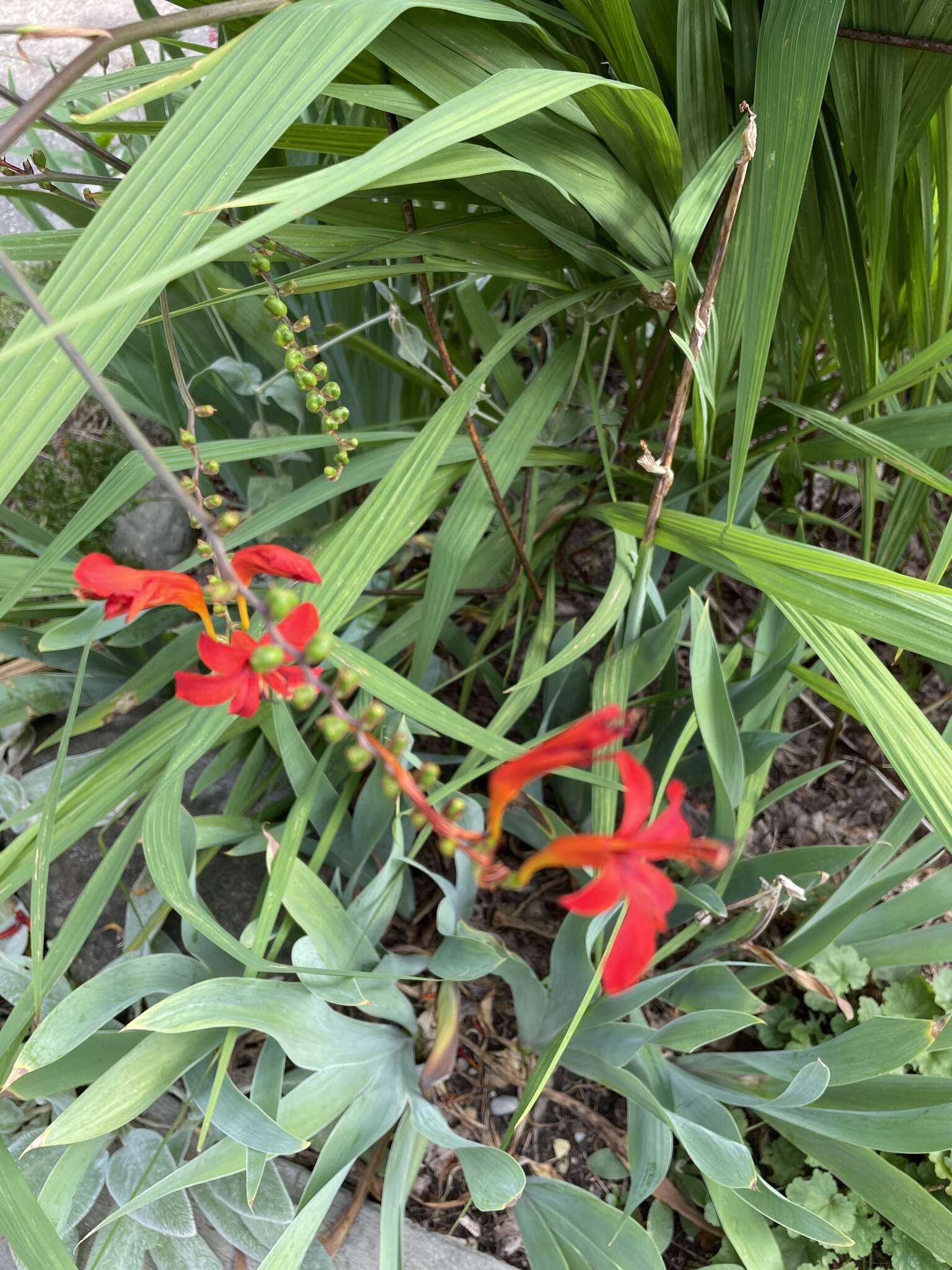 Image of Crocosmia Planch.