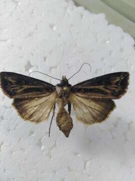 صورة Agrotis trifurca Eversmann 1837