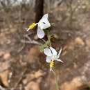 Hibiscus meyeri subsp. meyeri的圖片