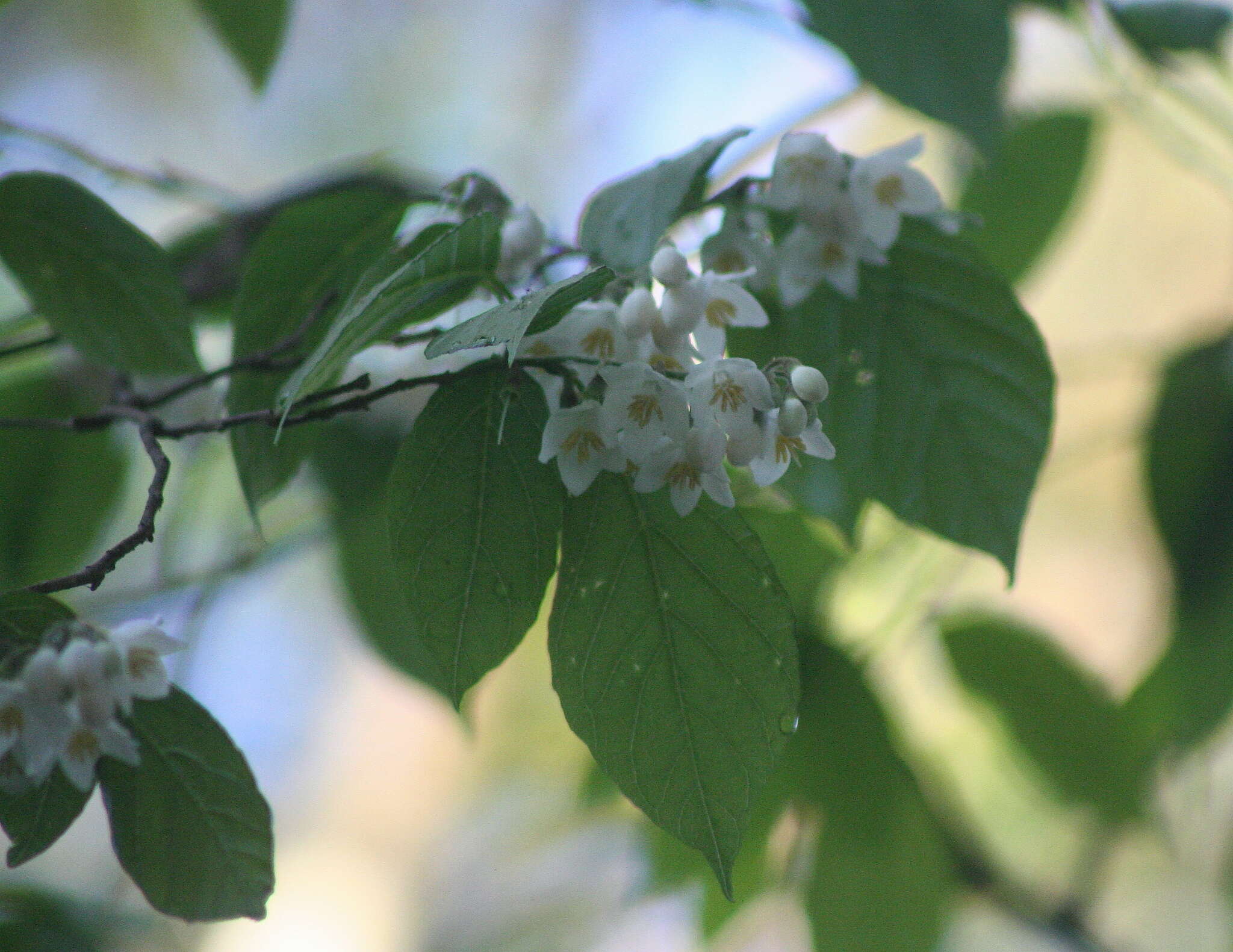 Image of Styrax glabrescens Benth.