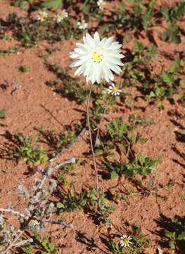 Imagem de Rhodanthe chlorocephala (Turcz.) P. G. Wilson