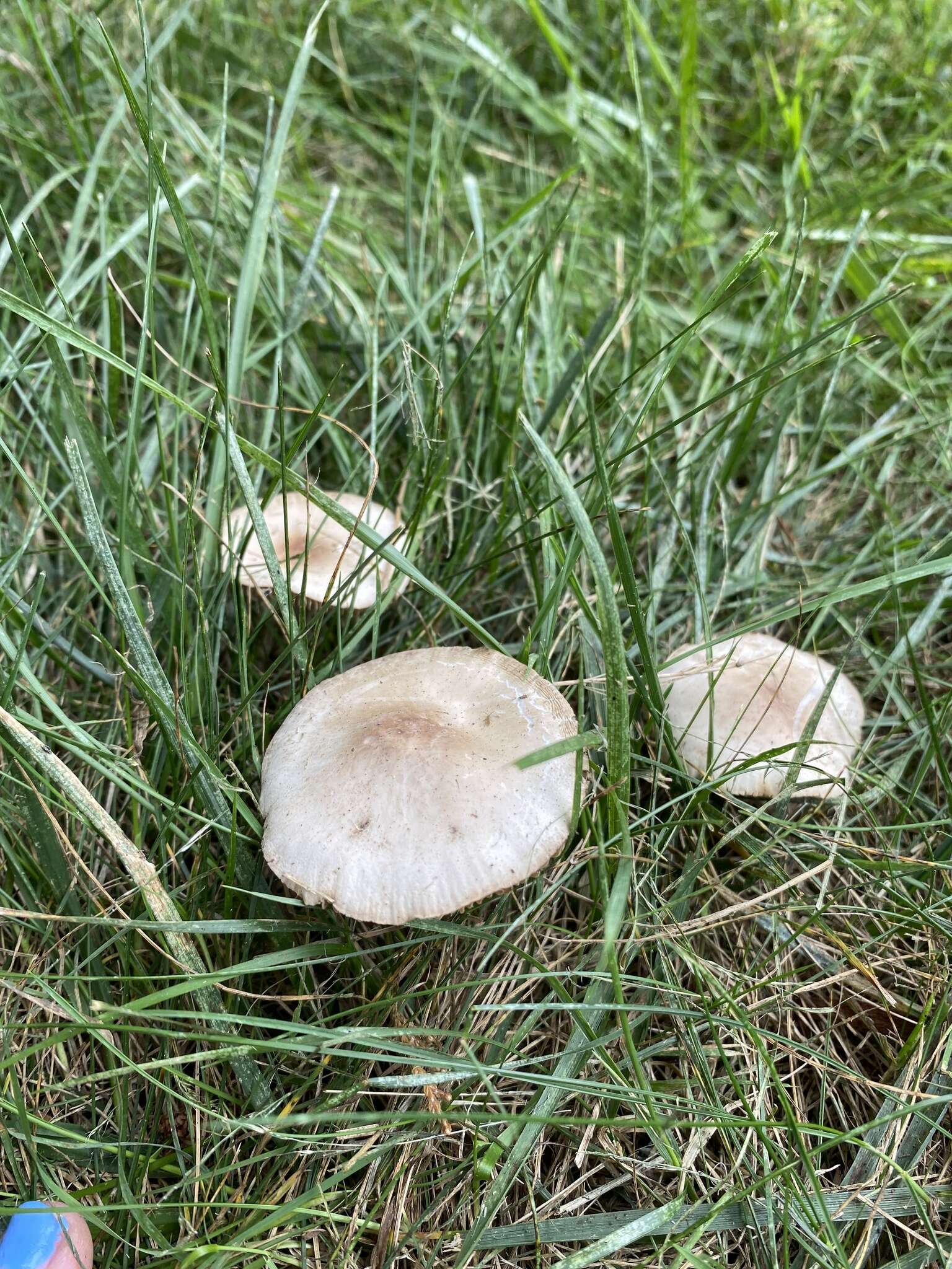 Image of Marasmius nigrodiscus (Peck) Halling 1983