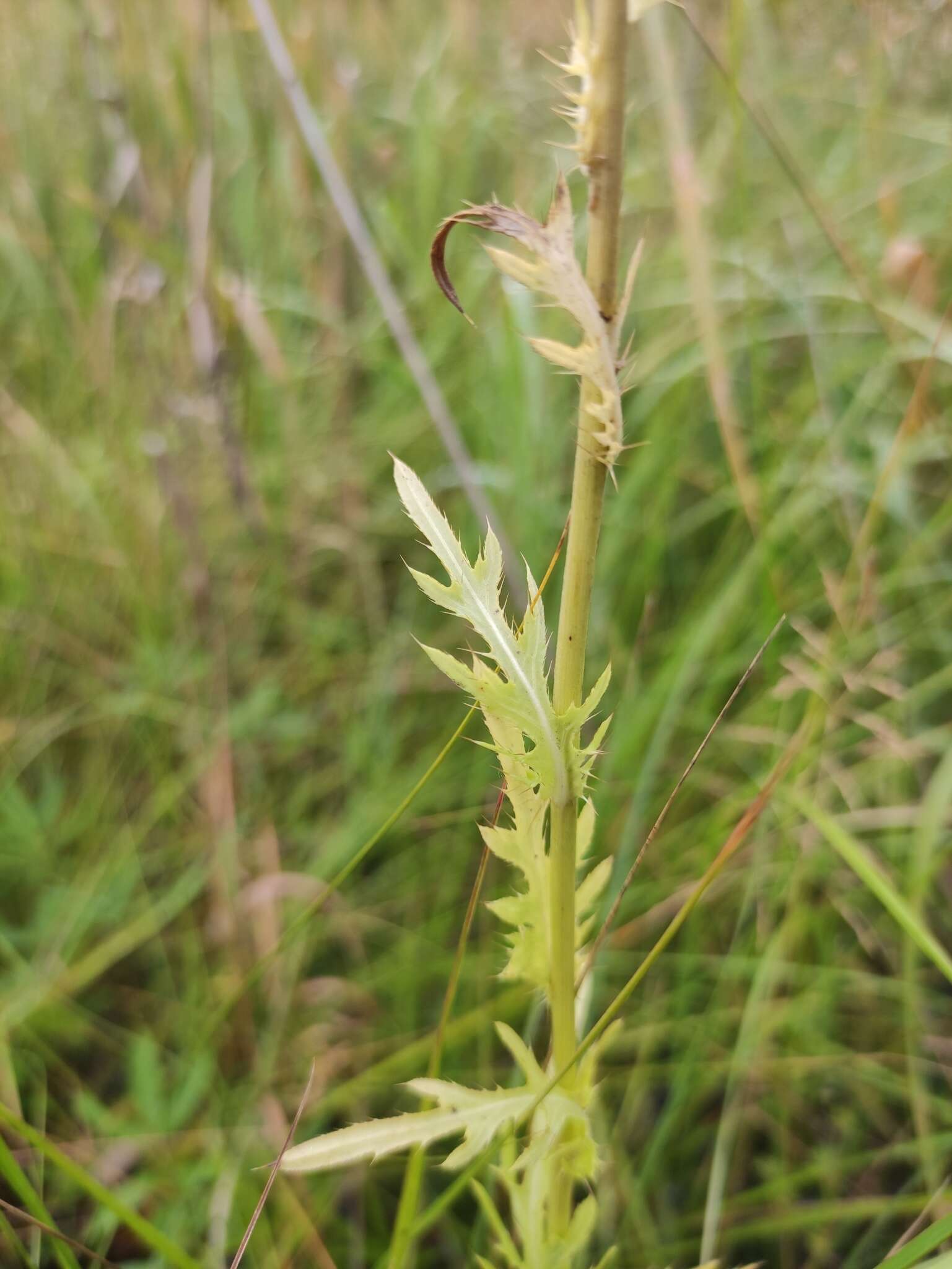 Image of Cirsium pendulum Fisch. ex DC.