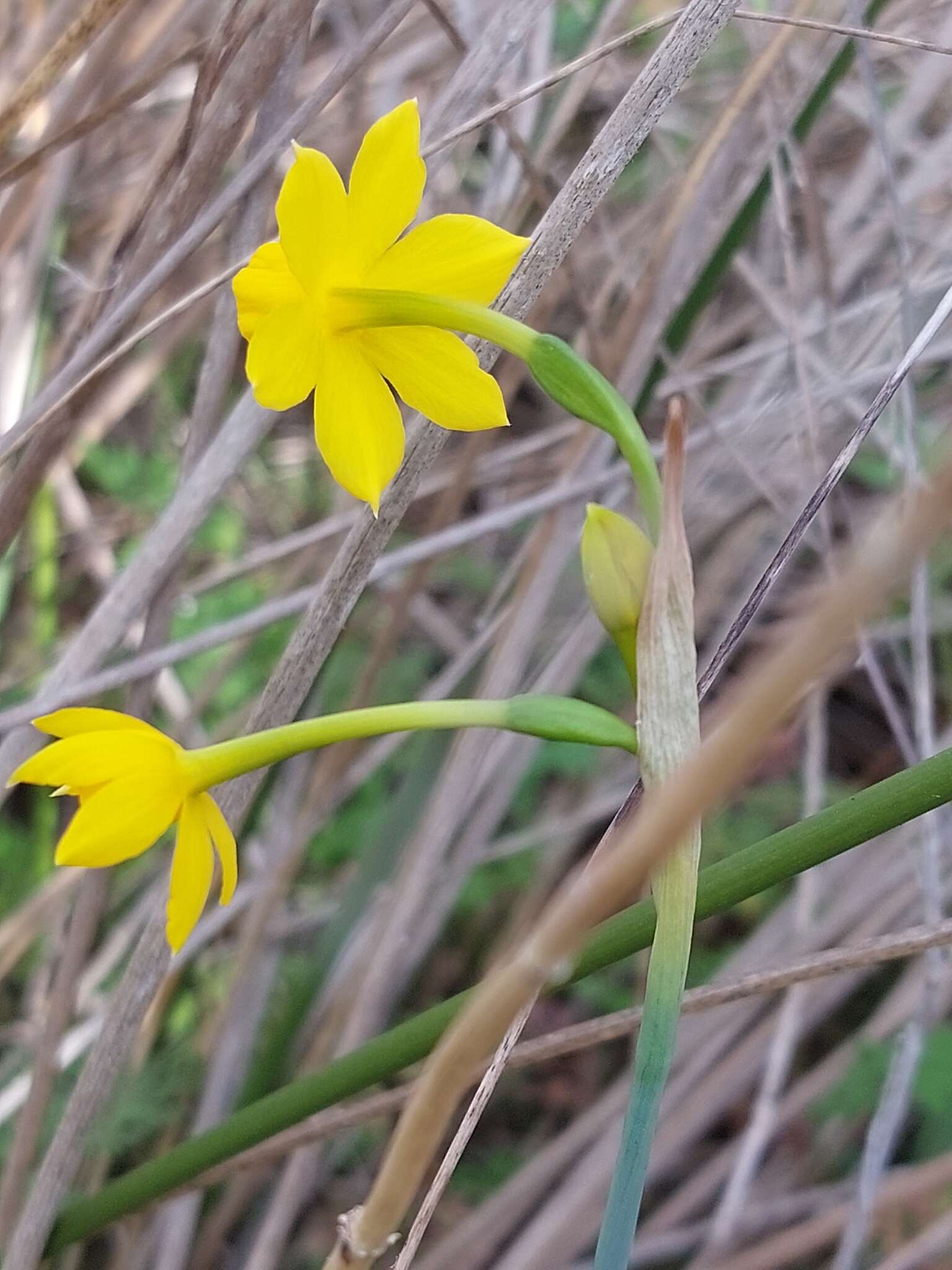 Image of Narcissus flavus Lag.