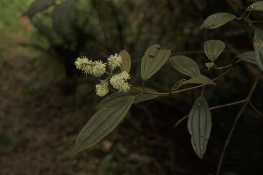 Image of Miconia cataractae Triana