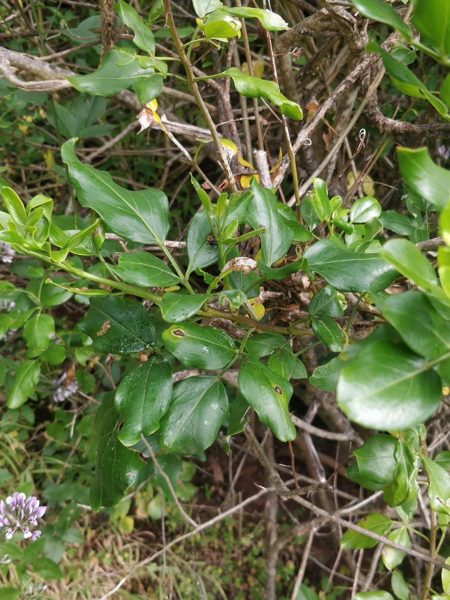 Image of Chrysojasminum odoratissimum (L.) Banfi