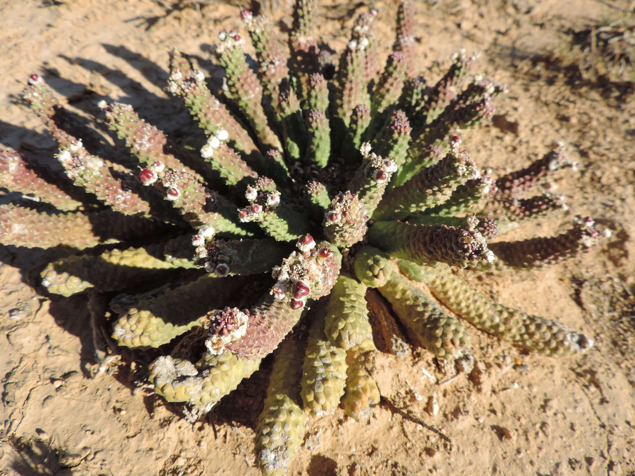 Euphorbia esculenta Marloth resmi