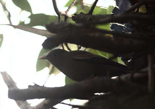 Image of Grey-winged Blackbird