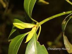 Слика од Illicium anisatum L.