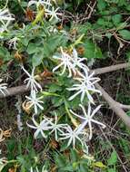 Image of Jasminum stenolobum Rolfe