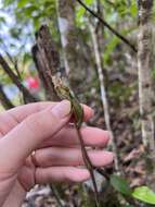 Image of Long-claw orchids