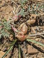 Image of freckled milkvetch