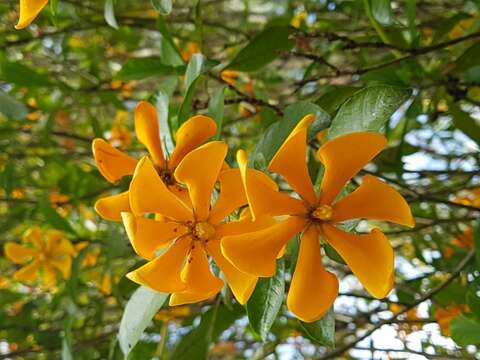 Sivun Gardenia tubifera Wall. ex Roxb. kuva