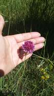 Image of sand leek