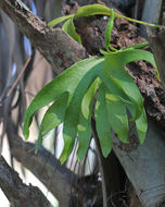 Image of hand fern