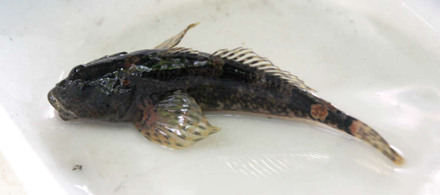 صورة Cottus aleuticus Gilbert 1896