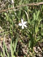 Image of smallflower woodland-star