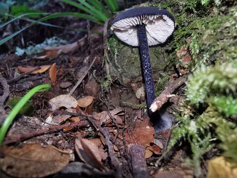 Image of Entocybe haastii (G. Stev.) Largent 2014