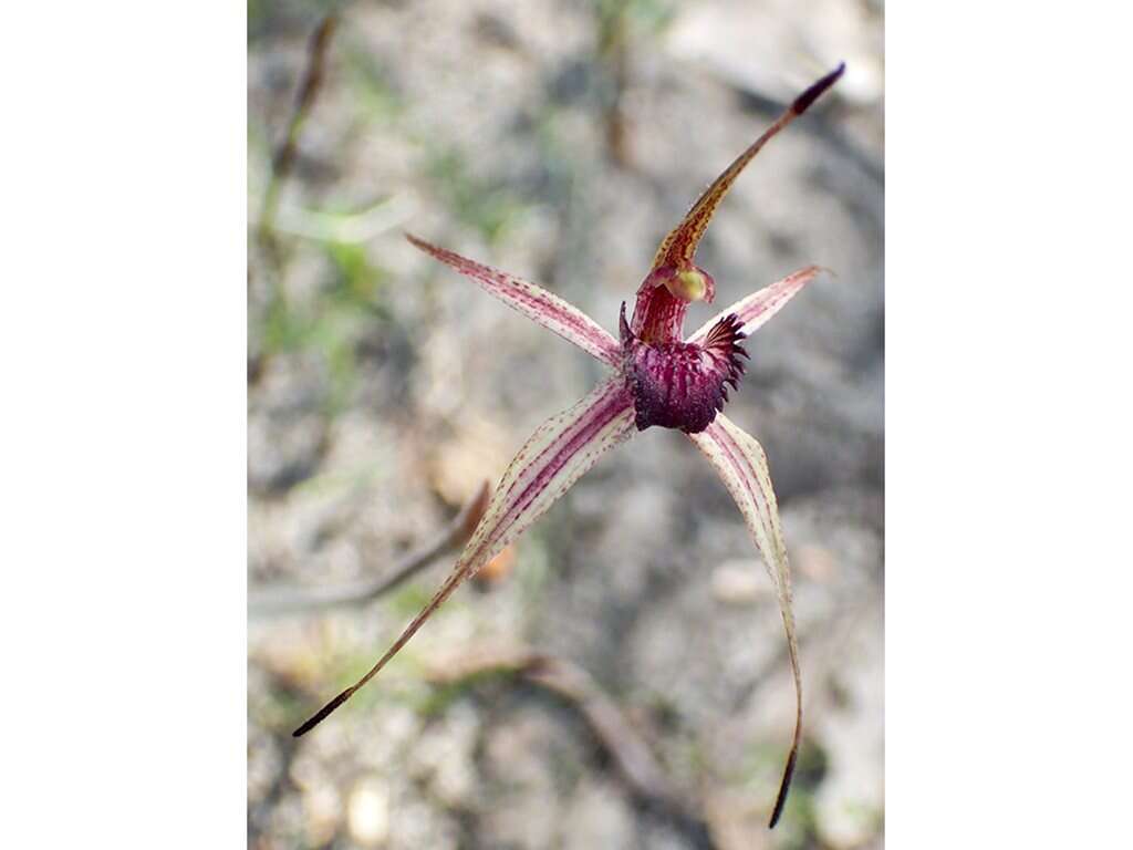 Image of Dainty spider orchid