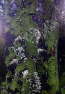 Image of <i>Pannaria minutiphylla</i> Elvebakk