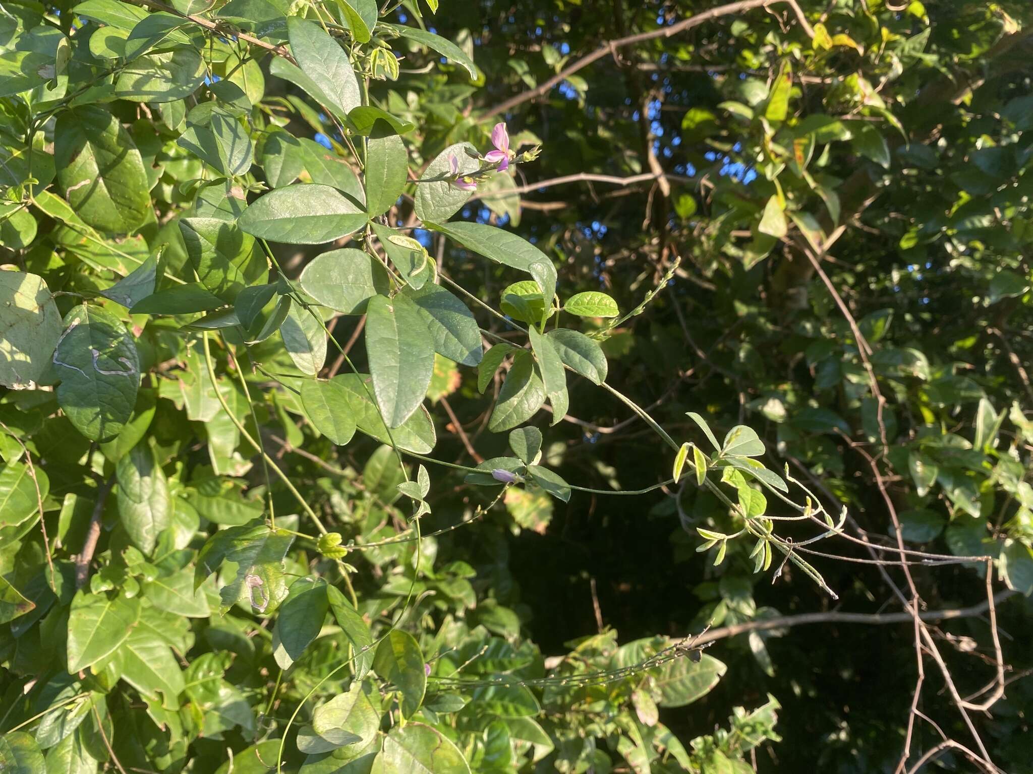 Image of Florida hammock milkpea