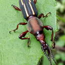 Estenorhinus flavolineatus (Gyllenhal 1840) resmi