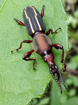 Image of Estenorhinus flavolineatus (Gyllenhal 1840)