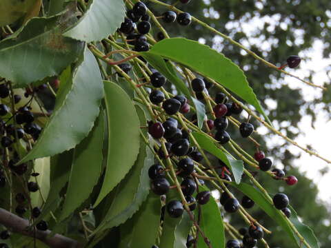 Image of Prunus lusitanica subsp. lusitanica