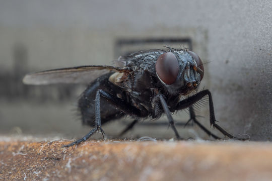 Image of house fly