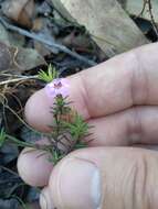 Image of Euryomyrtus ramosissima subsp. ramosissima