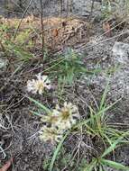 Image of coastal plain palafox