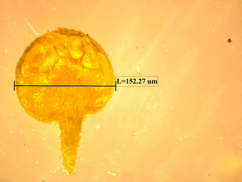 Sivun <i>Alchorneopsis floribunda</i> (Benth.) Müll. Arg. kuva