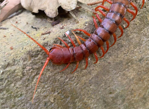 Image of Scolopendra dehaani Brandt 1840