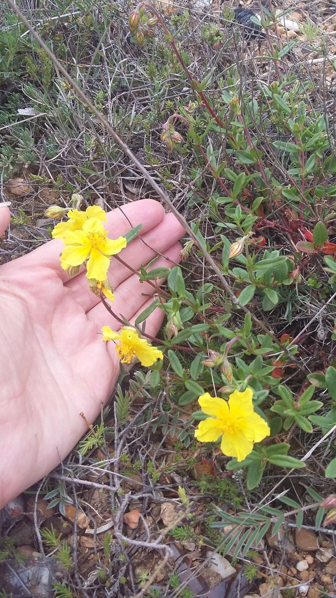 Imagem de Helianthemum nummularium subsp. grandiflorum (Scop.) Schinz & Thell.