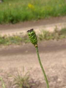 Image of Papaver chakassicum G. A. Peschkova