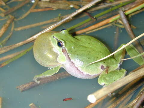 Image of Common tree frog