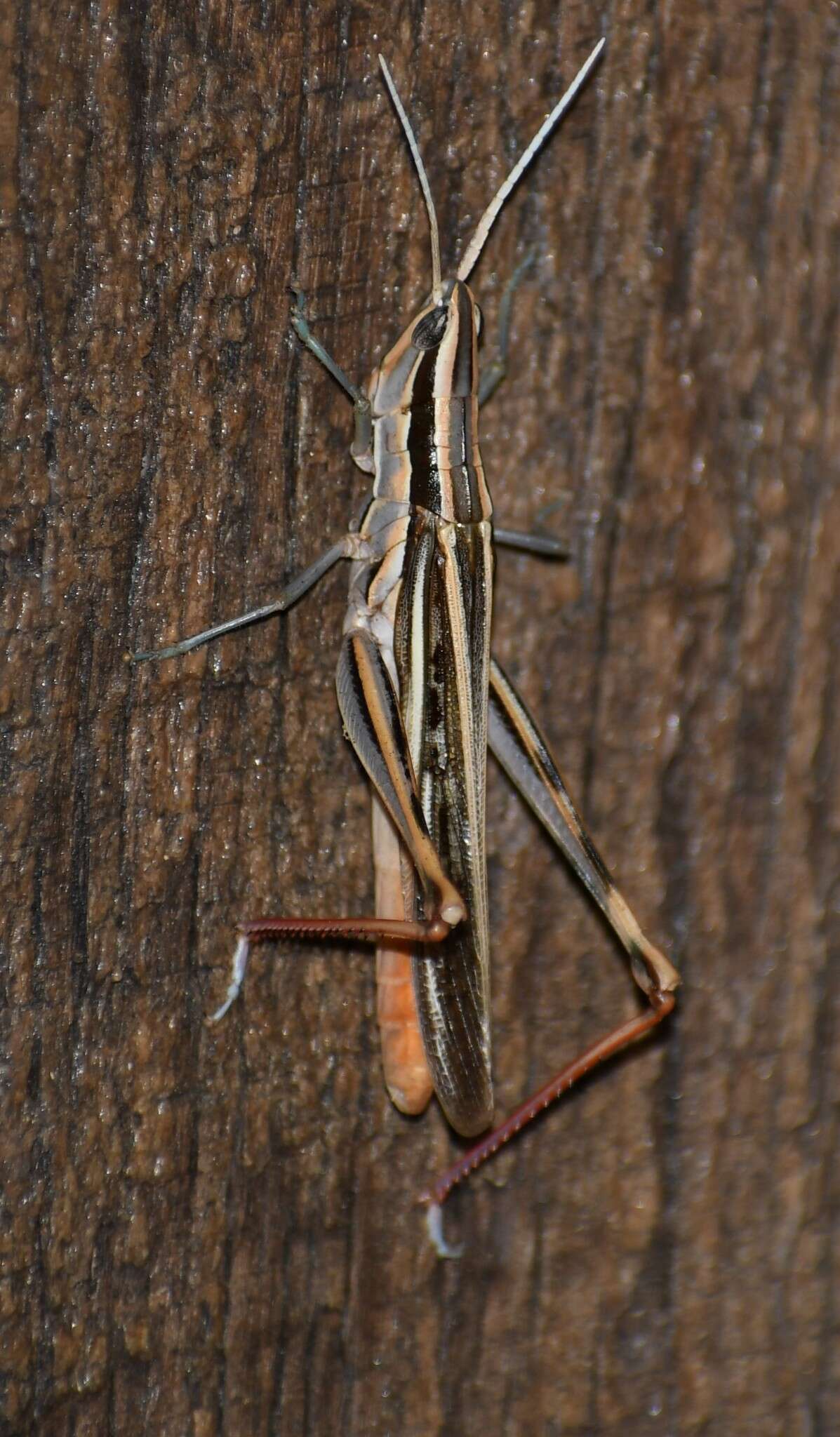 Image of Mermiria texana Bruner & L. 1889