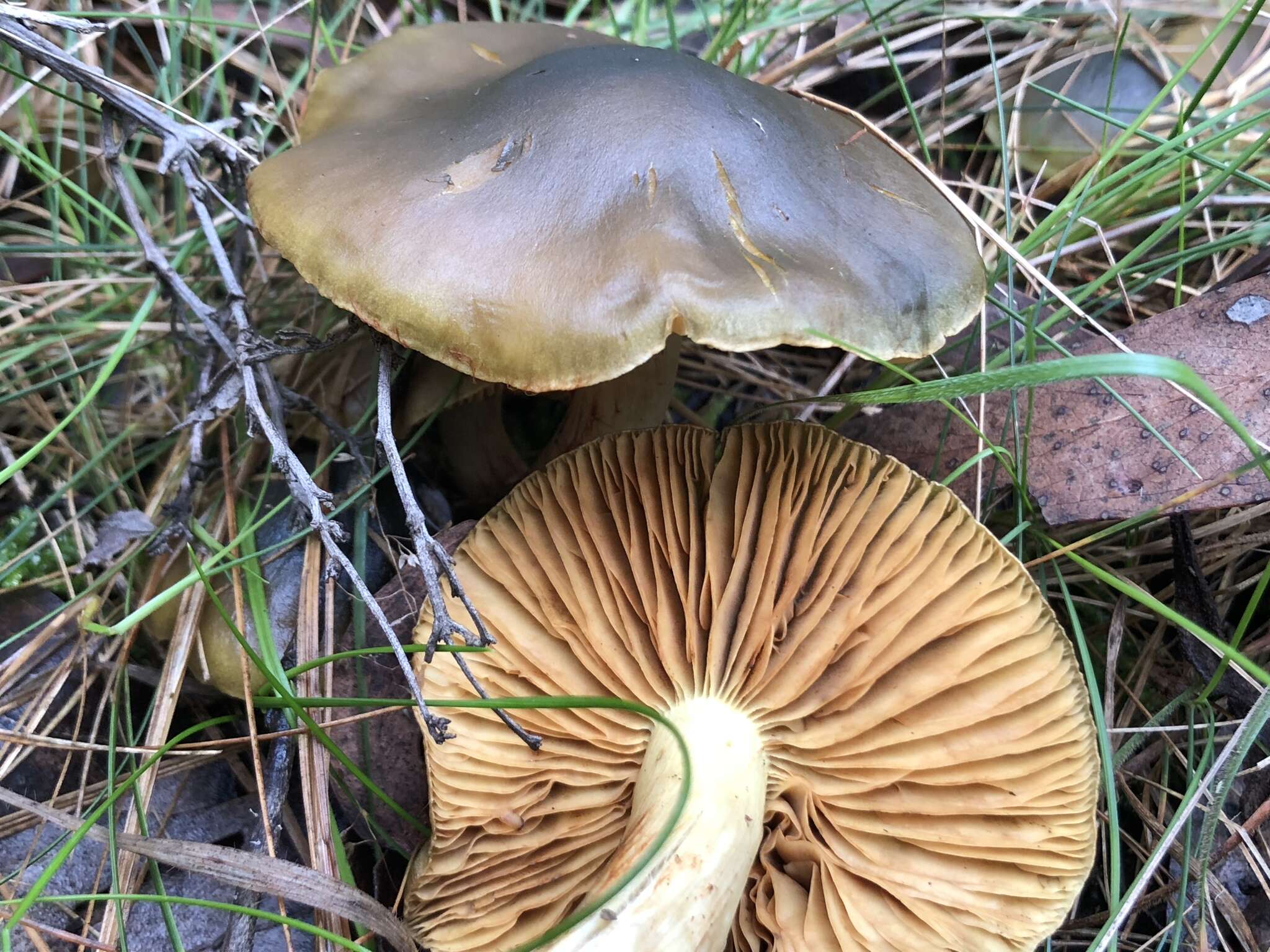 Image of Cortinarius austrovenetus Cleland 1928