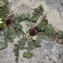 Image of Centaurea urvillei subsp. urvillei