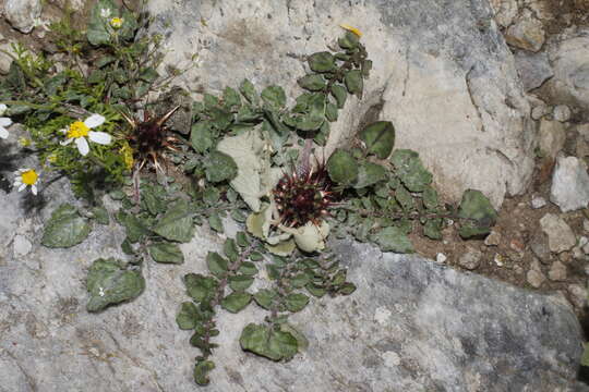 Image of Centaurea urvillei subsp. urvillei