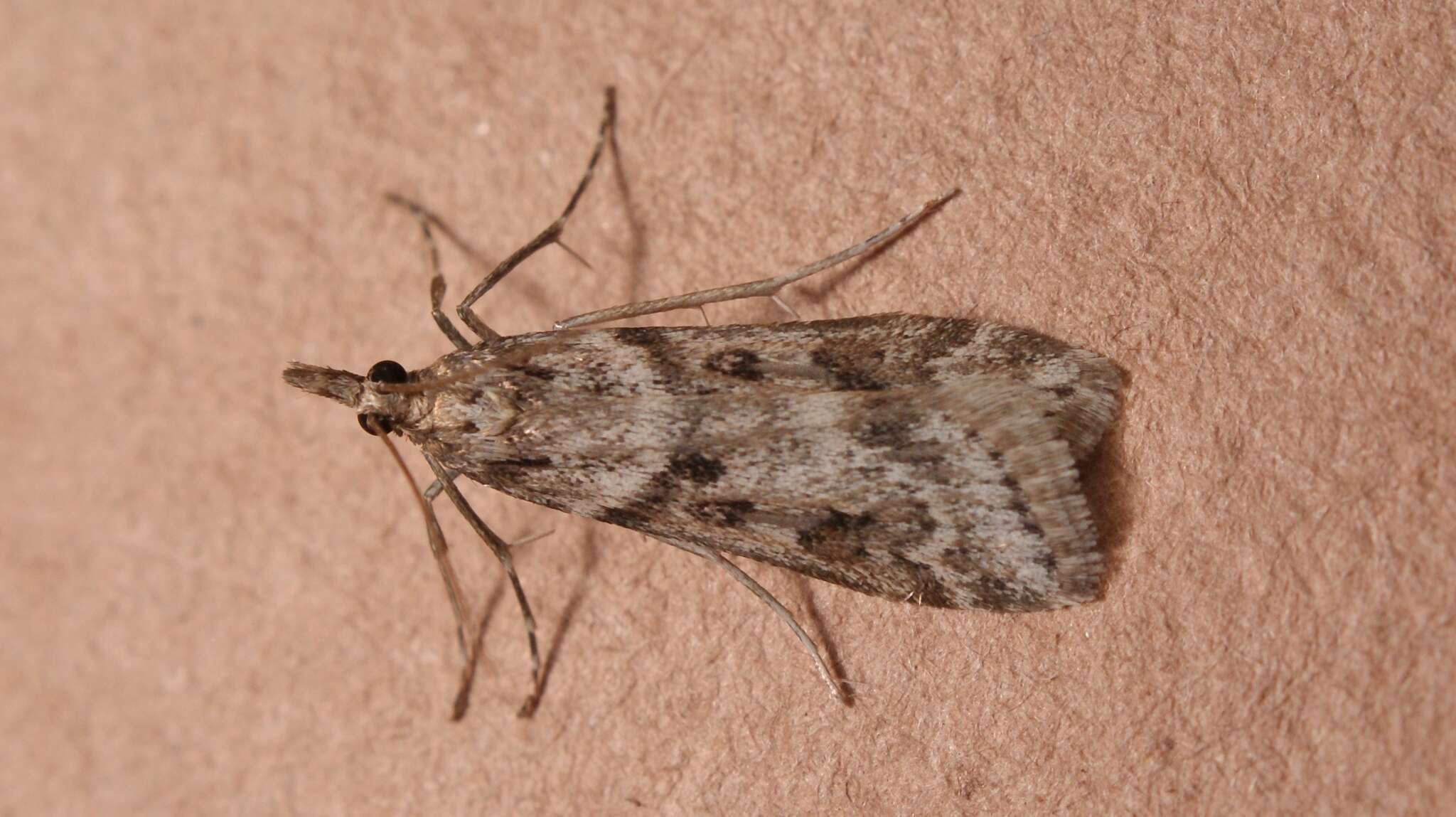 Image of Narrow-winged Grey