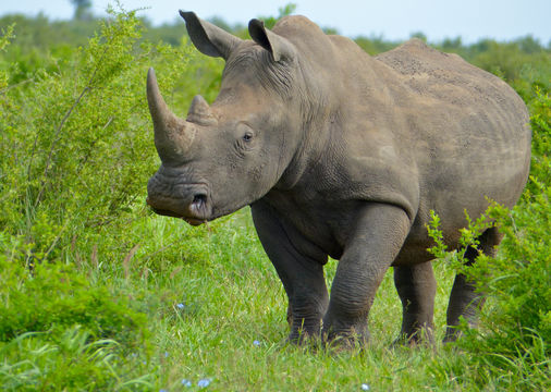 Image of White Rhinoceros