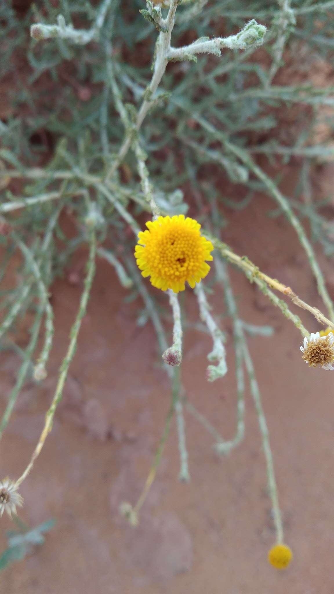 Image of Pulicaria undulata (L.) C. A. Mey.