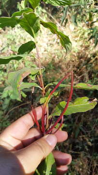 صورة Mandevilla foliosa (Müll. Arg.) Hemsl.