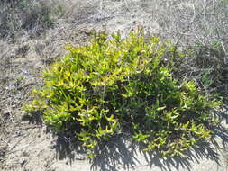 Image of Ruschia macowanii (L. Bol.) Schwant. apud Jacobsen