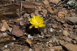 Image of Rebutia neumanniana (Werderm.) D. R. Hunt