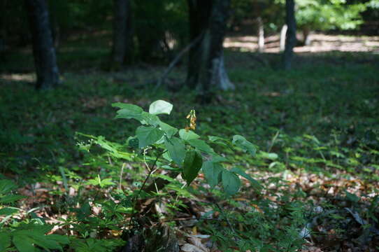 Image of Lathyrus aureus (Steven) D. Brandza