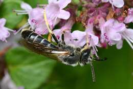 Image of Orange-legged furrow bee